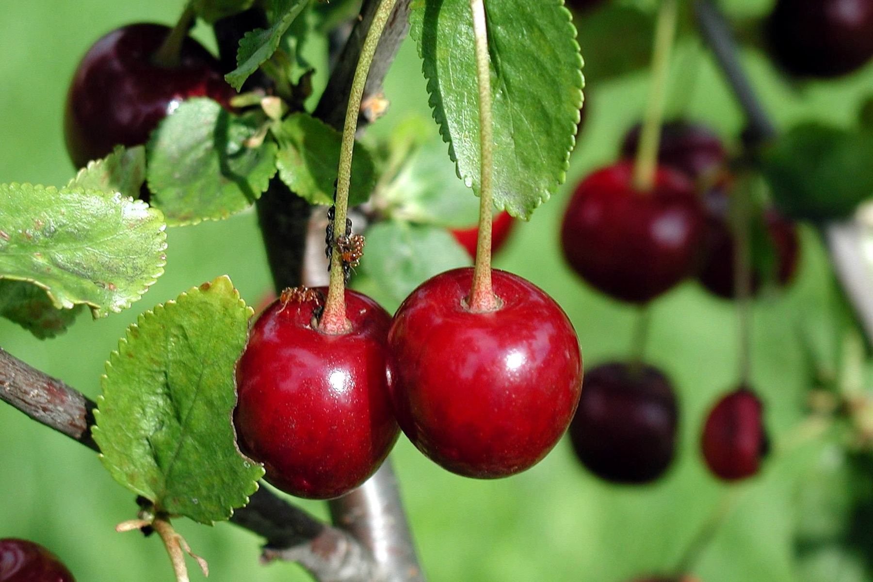 Ciliegie rosse mature appese a un ramo, tra le foglie verdi.