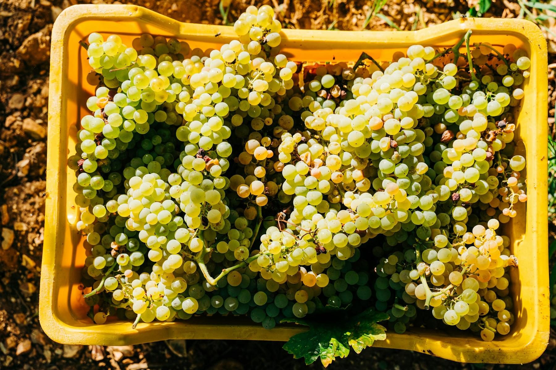 Cassetta di uva bianca appena vendemmiata in Puglia, come nelle campagne di Adelfia (foto non scattata ad Adelfia)