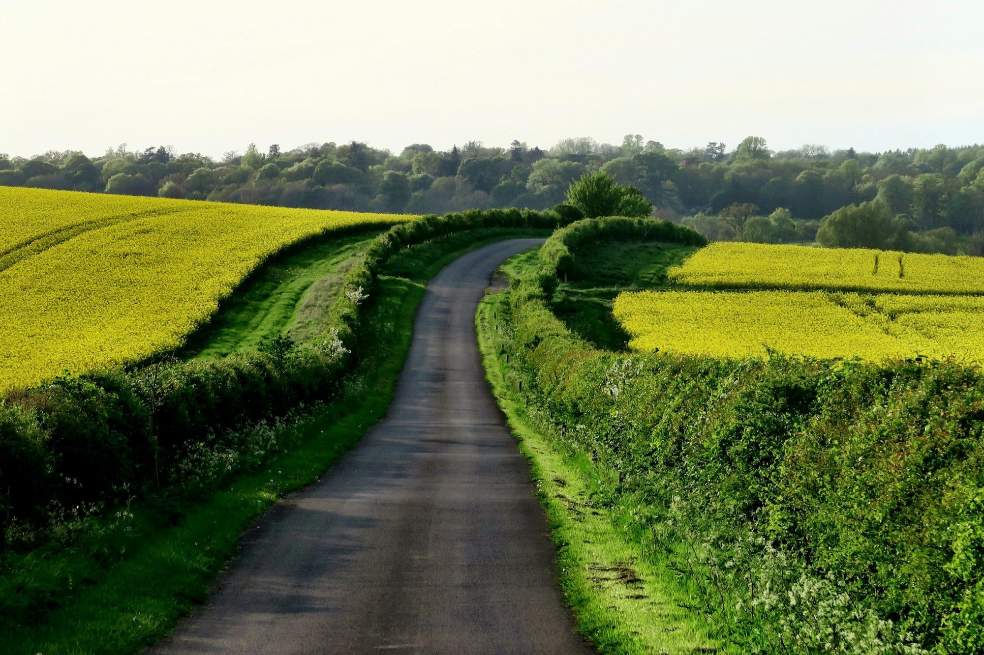 Una stradina di campagna tra siepi verdi e campi in fiore gialli, sotto un cielo chiaro
