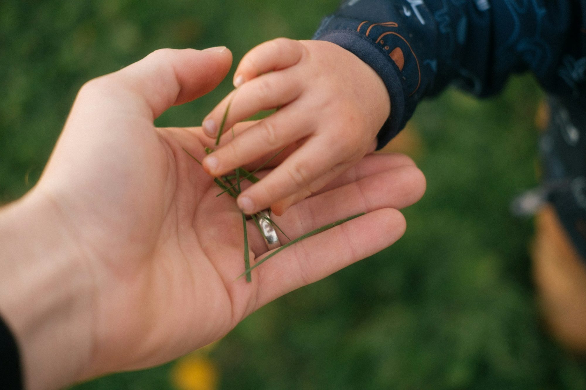 La mano di un bambino posa alcuni fili d'erba nel palmo aperto di un adulto, su uno sfondo verde.