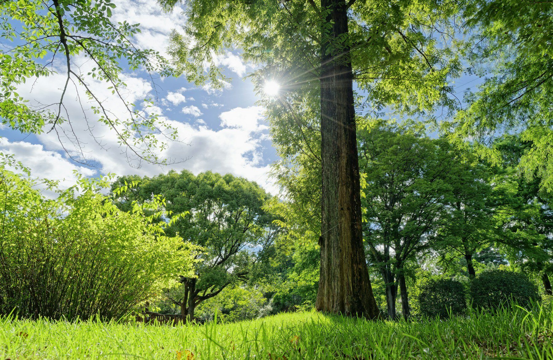 Un prato verde con grandi alberi e il sole che filtra tra le foglie, sotto un cielo azzurro