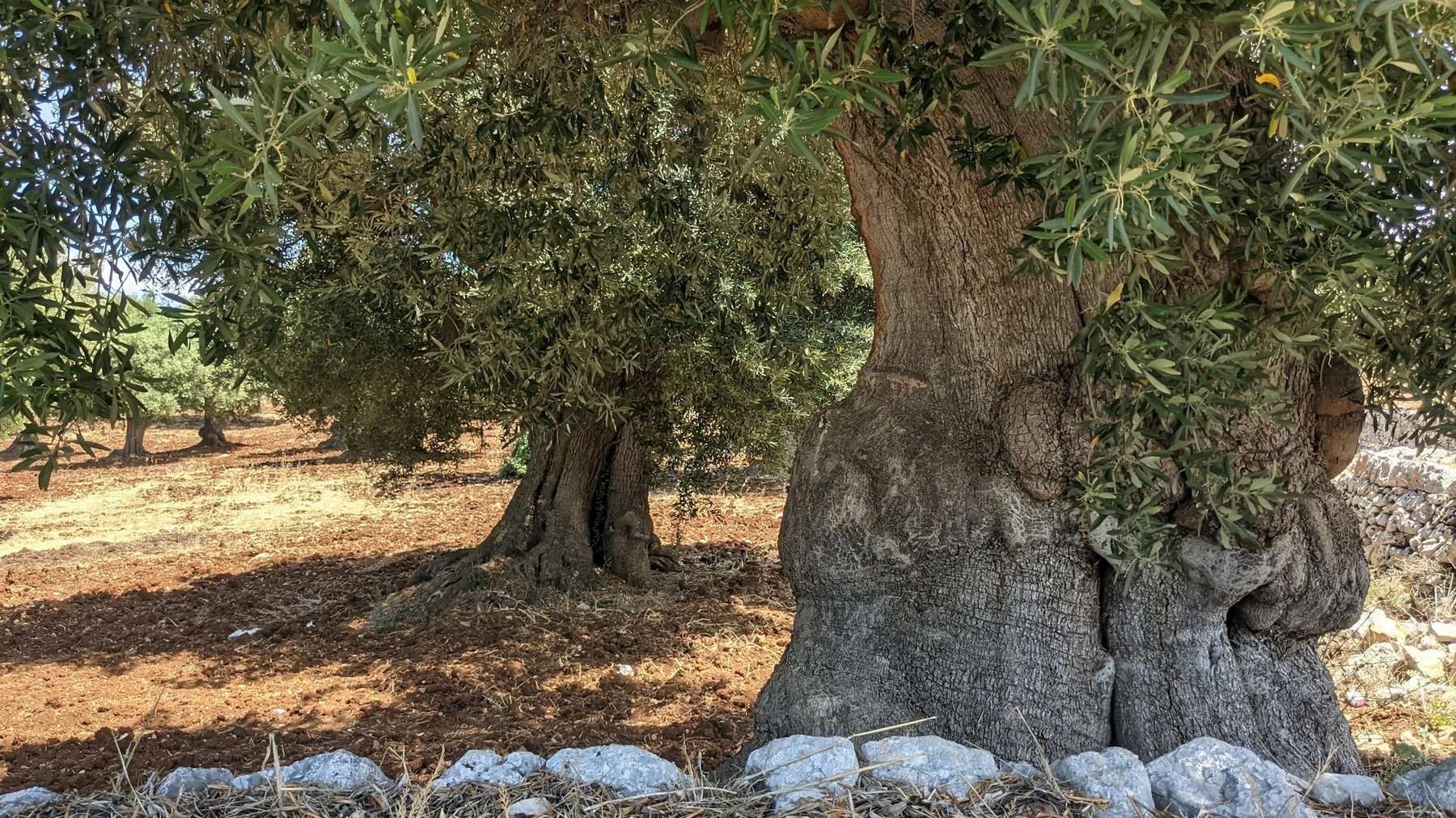 Ulivo secolare tra le pietre di un campo pugliese, come quelli che circondano Bitonto (foto scattata in Puglia, non a Bitonto)