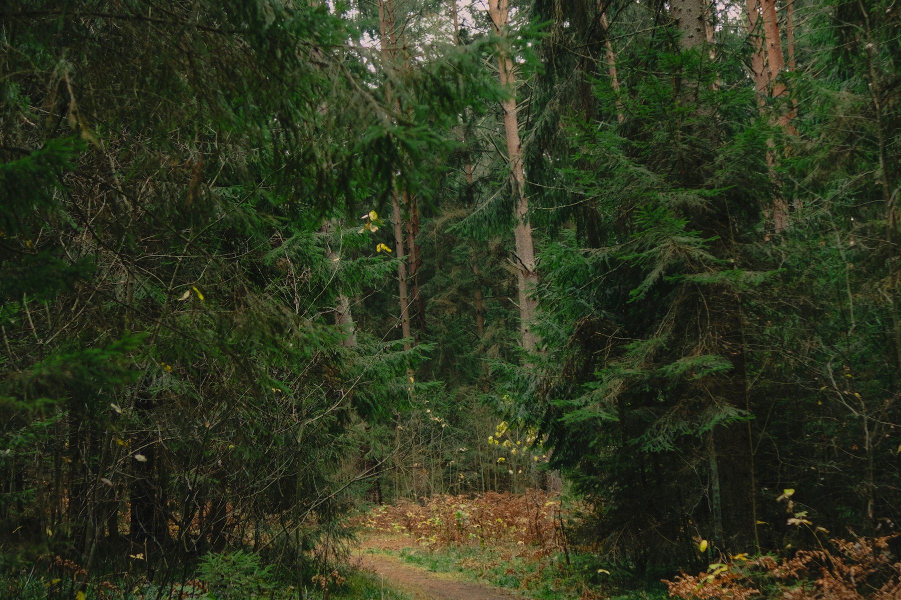 Un sentiero di terra battuta attraversa un fitto bosco di pini, tra muschio e foglie a terra.