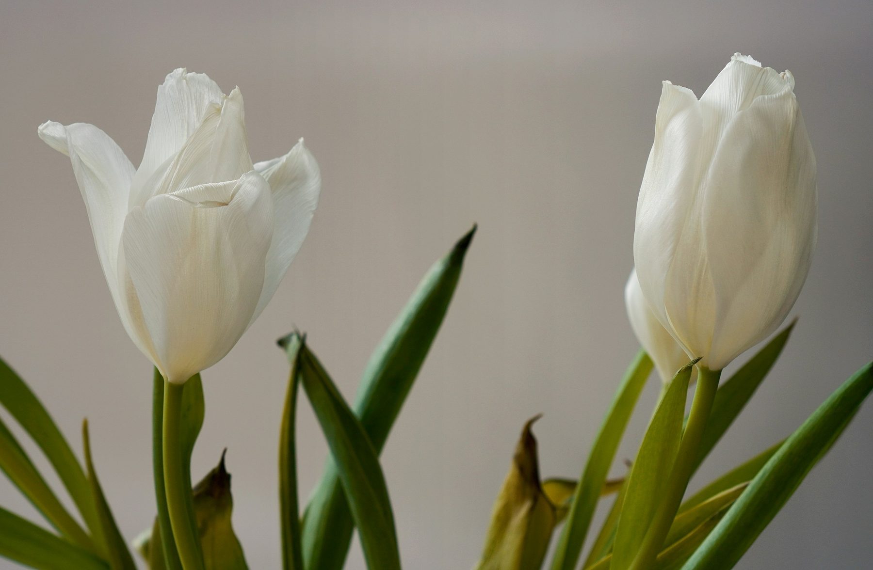 Tulipani bianchi molto simili tra loro, uno accanto all'altro su uno sfondo chiaro