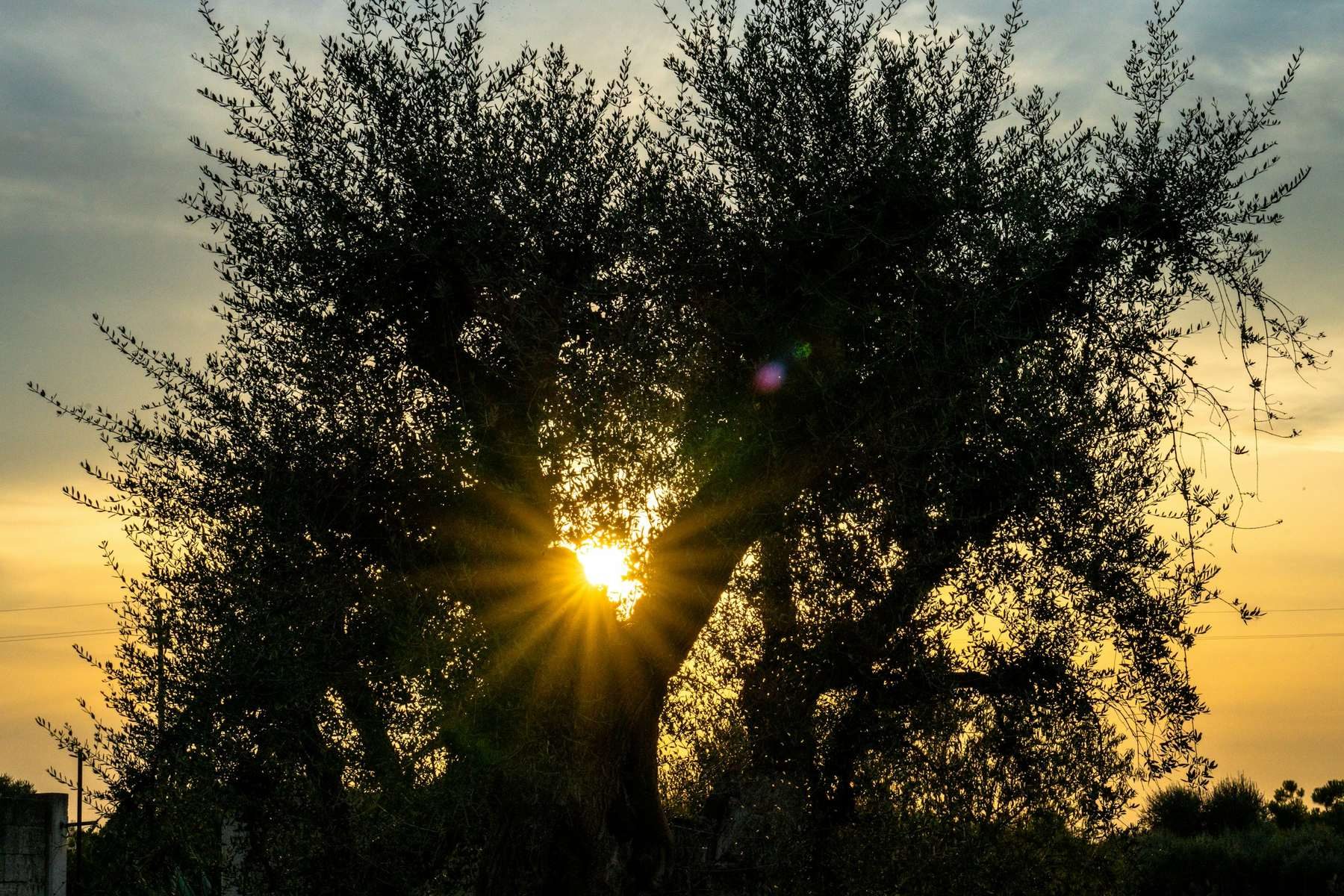 Ulivo controluce al tramonto nella campagna pugliese, un paesaggio simile a quello dei dintorni di Triggiano (foto scattata in Puglia, non a Triggiano)