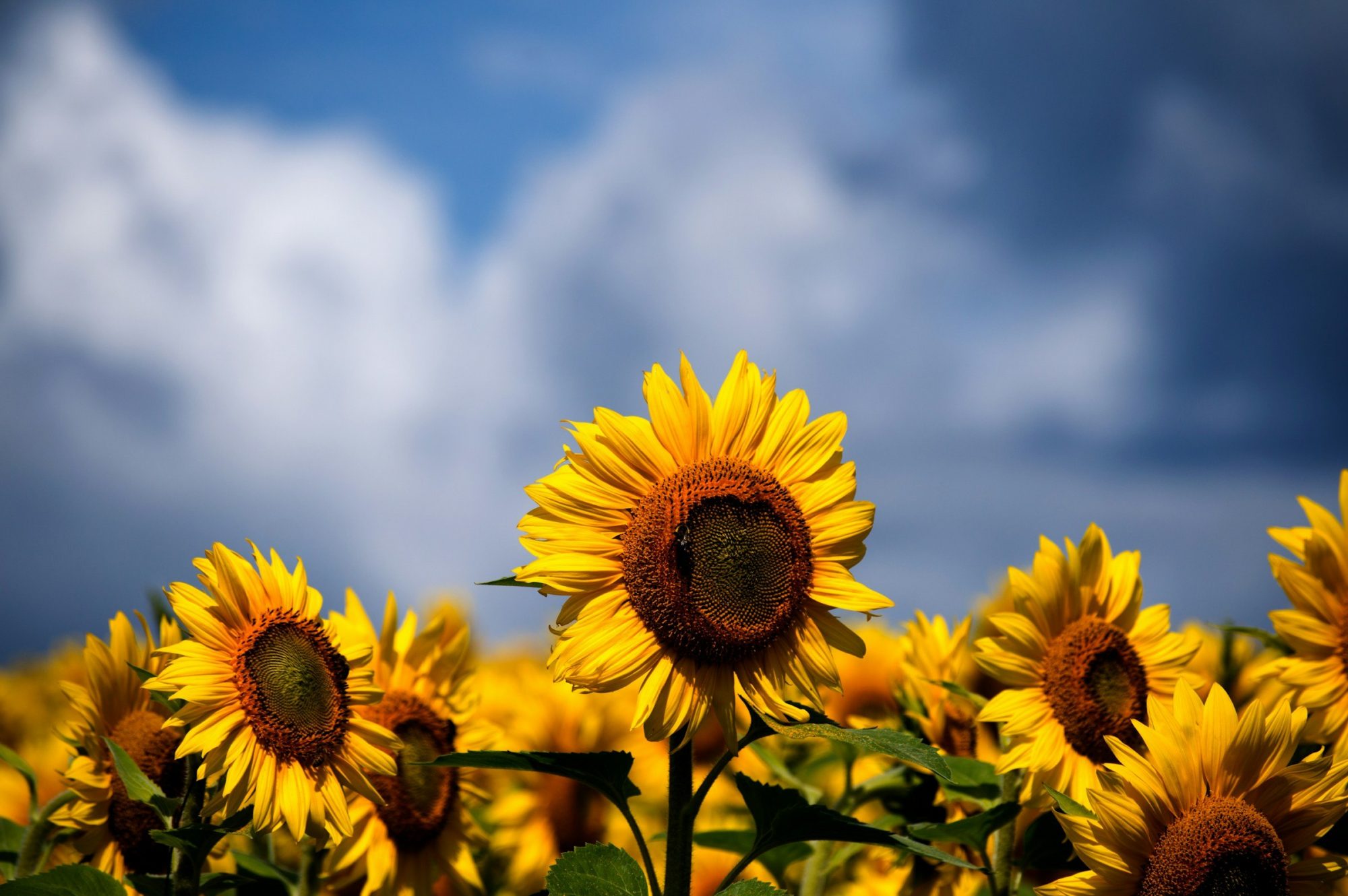 Un girasole più alto degli altri si apre verso il cielo, sopra un campo di girasoli