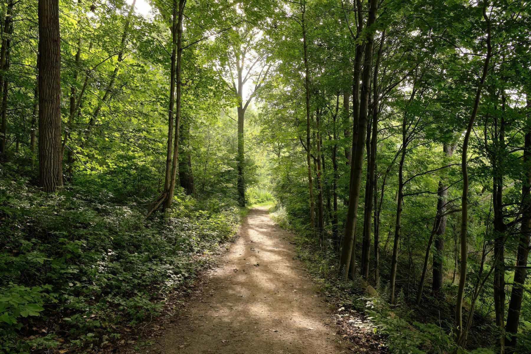 Sentiero sterrato che si apre in un bosco verde illuminato dal sole