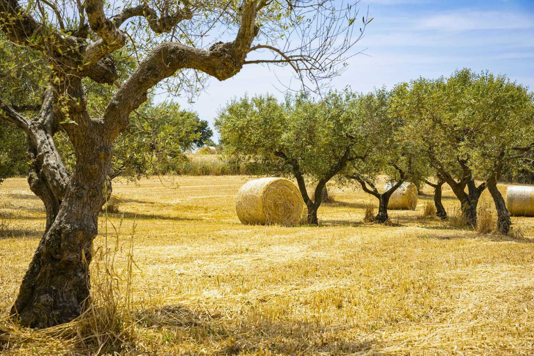 Ulivi e rotoballe di fieno nella campagna di Gioia del Colle